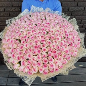 301 розовая роза